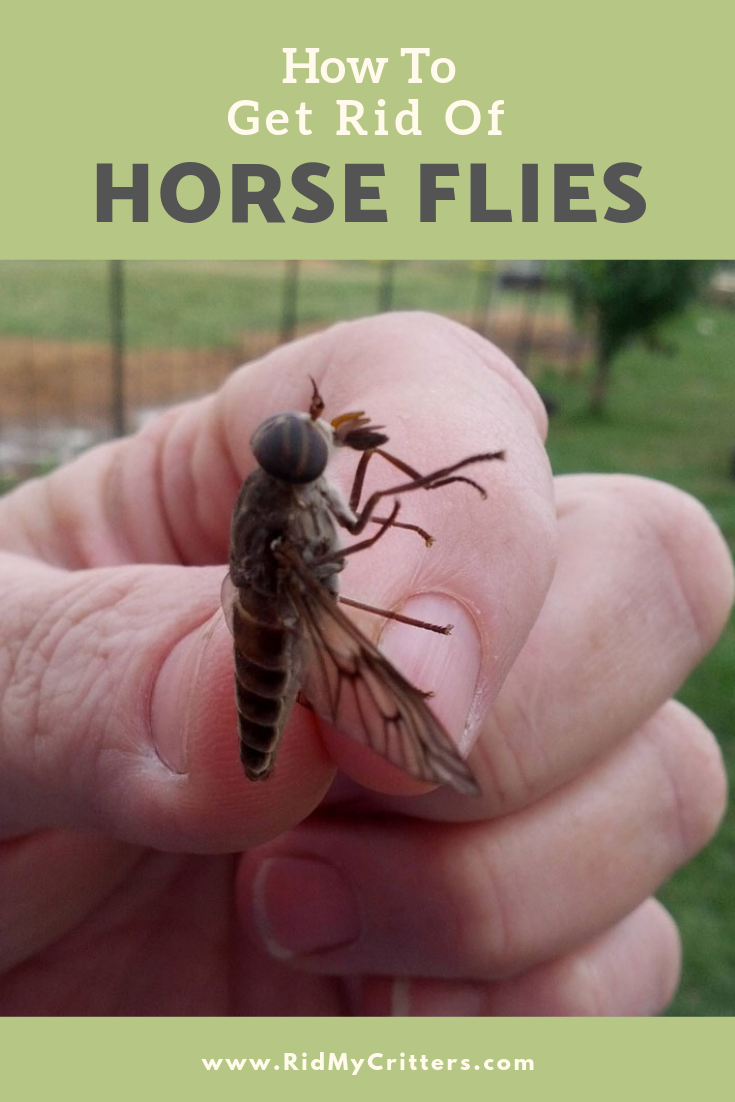 How to Get Rid of Horse Flies and Avoid Their Bite (DIY Trap Instructions)
