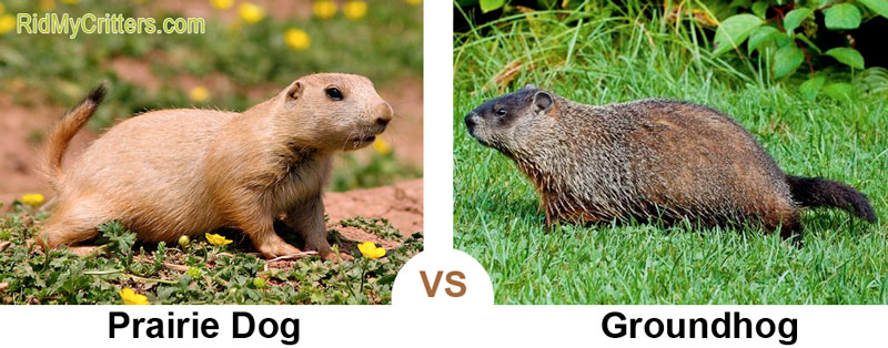 prairie-dog-vs-groundhog.jpg