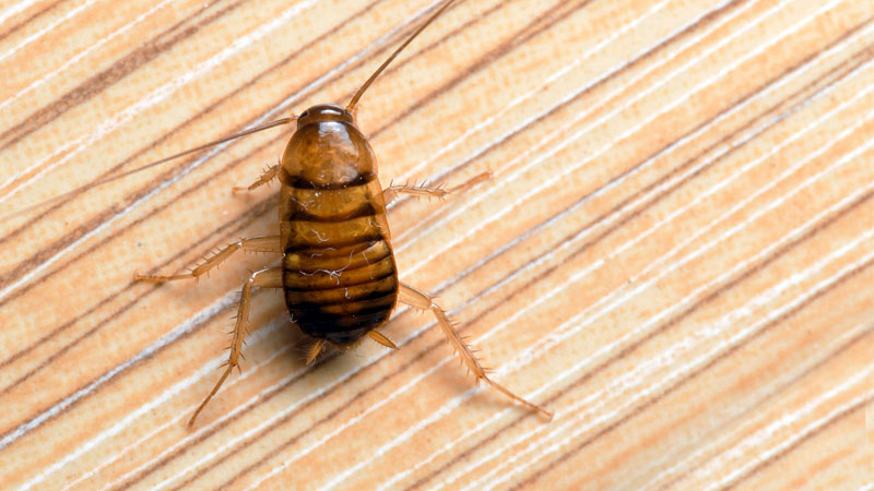 13 Bugs That Look Like Bed Bugs How To Identify Them