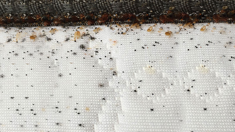 bed bug excrement on a mattress