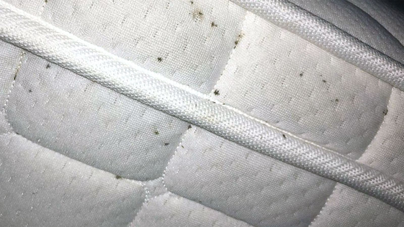 pictures of bed bug feces on mattress