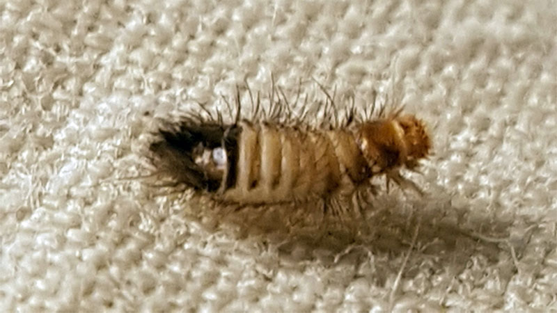 Carpet Beetle Larvae In Bed 