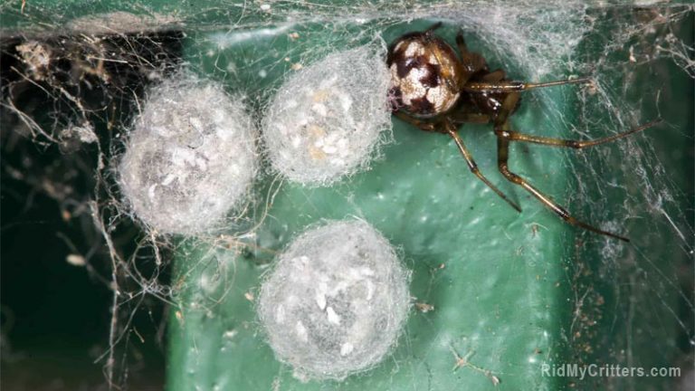 spiders hatch infestation laying