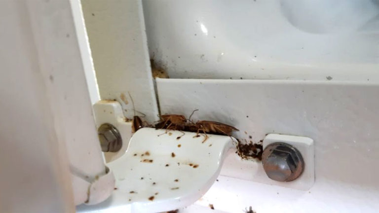 Roaches In Fridge 768x432 