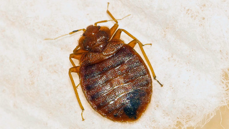 What Bed Bug Looks Like 768x432 